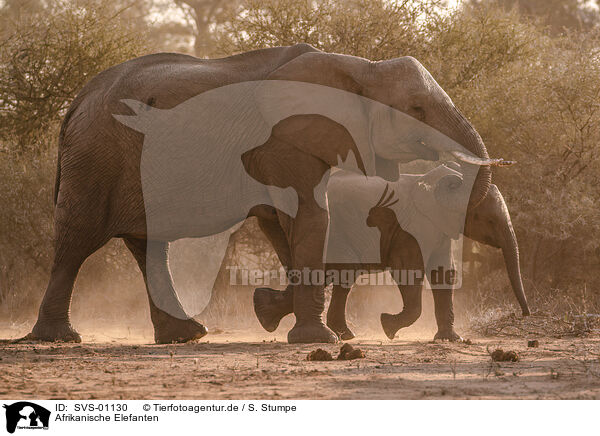 Afrikanische Elefanten / African elephants / SVS-01130