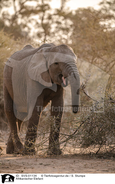 Afrikanischer Elefant / SVS-01134