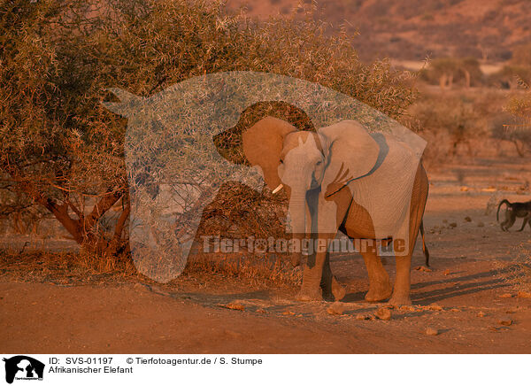Afrikanischer Elefant / African elephant / SVS-01197