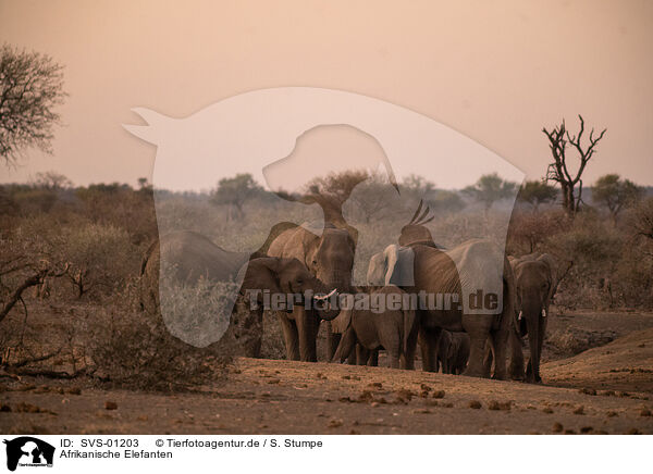 Afrikanische Elefanten / African elephants / SVS-01203