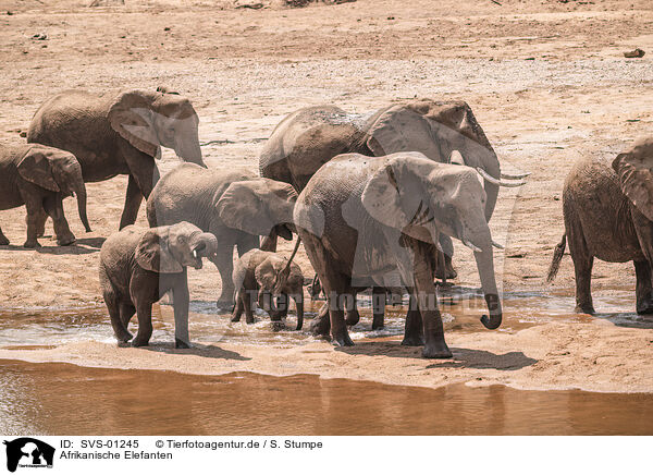Afrikanische Elefanten / SVS-01245