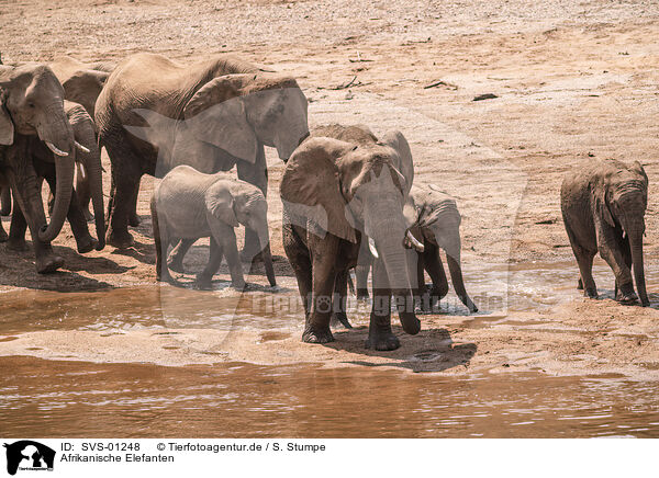 Afrikanische Elefanten / African elephants / SVS-01248