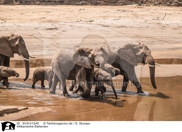 Afrikanische Elefanten / SVS-01249