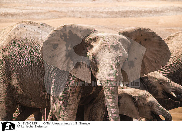Afrikanische Elefanten / SVS-01251