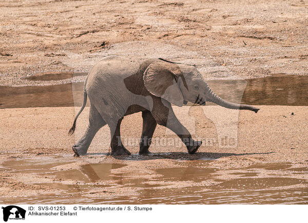 Afrikanischer Elefant / SVS-01253