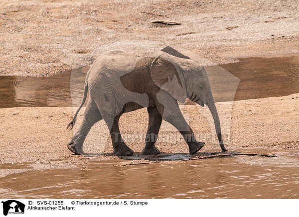Afrikanischer Elefant / SVS-01255