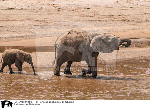 Afrikanische Elefanten / SVS-01256