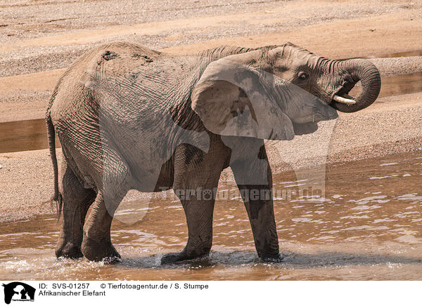 Afrikanischer Elefant / SVS-01257