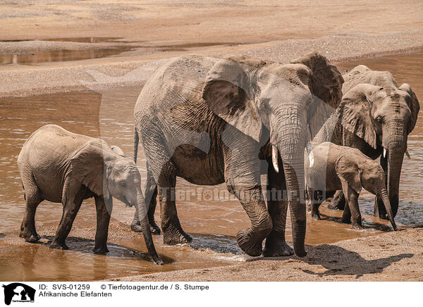 Afrikanische Elefanten / African elephants / SVS-01259