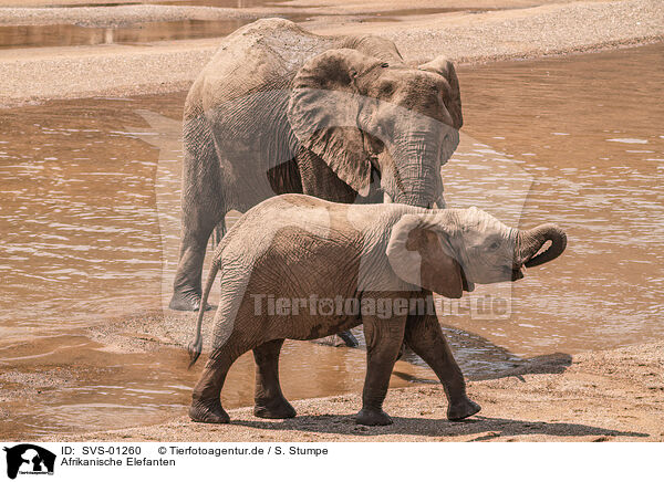 Afrikanische Elefanten / SVS-01260