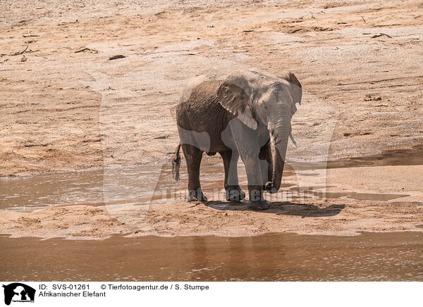 Afrikanischer Elefant / SVS-01261