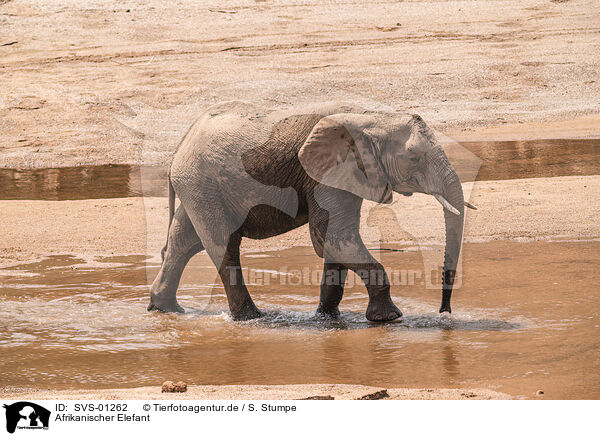 Afrikanischer Elefant / SVS-01262
