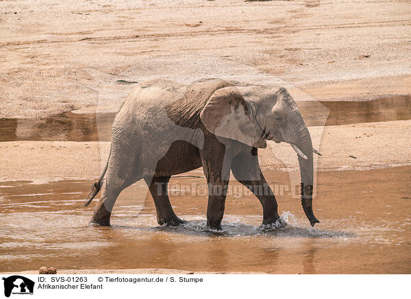 Afrikanischer Elefant / African elephant / SVS-01263