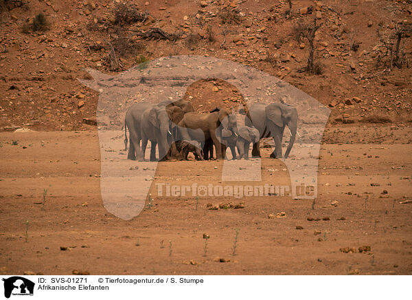 Afrikanische Elefanten / SVS-01271