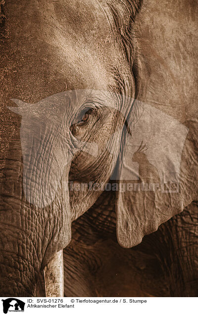 Afrikanischer Elefant / SVS-01276