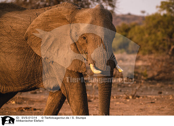 Afrikanischer Elefant / SVS-01314