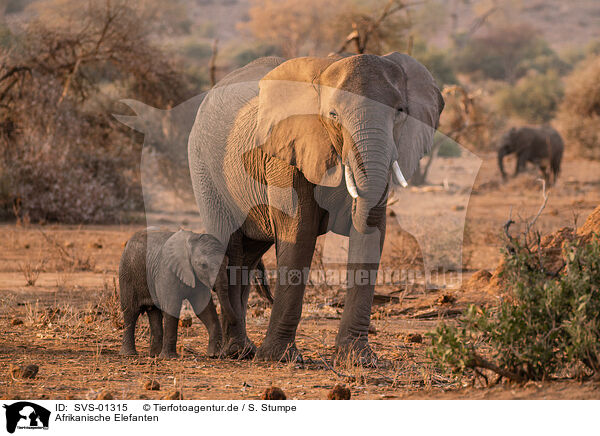 Afrikanische Elefanten / SVS-01315