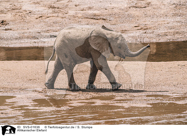 Afrikanischer Elefant / SVS-01636