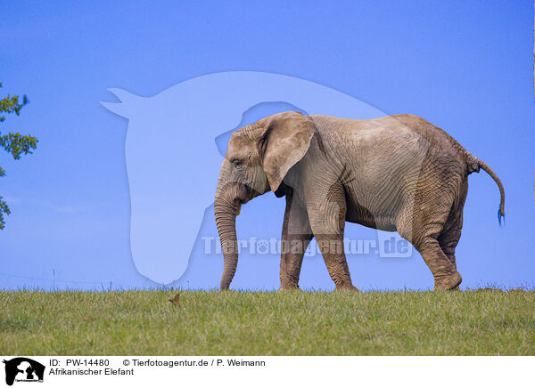 Afrikanischer Elefant / African elephant / PW-14480