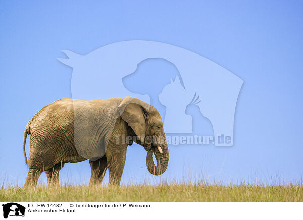 Afrikanischer Elefant / African elephant / PW-14482