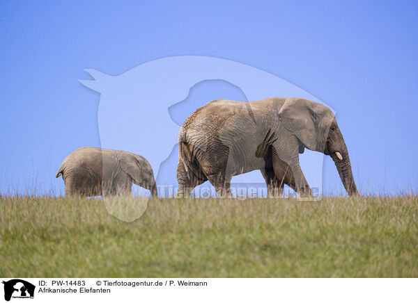 Afrikanische Elefanten / African elephants / PW-14483