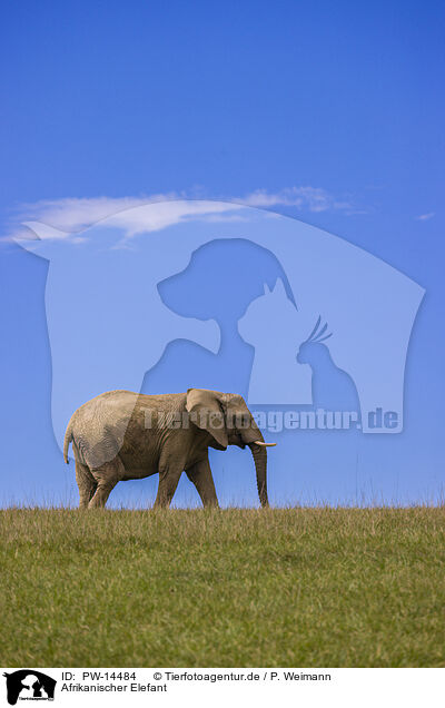 Afrikanischer Elefant / PW-14484