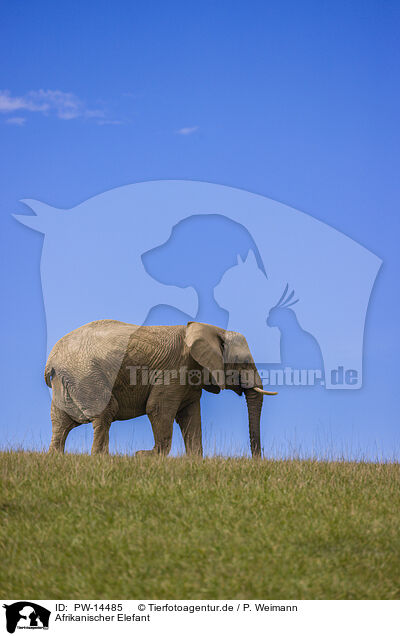 Afrikanischer Elefant / PW-14485