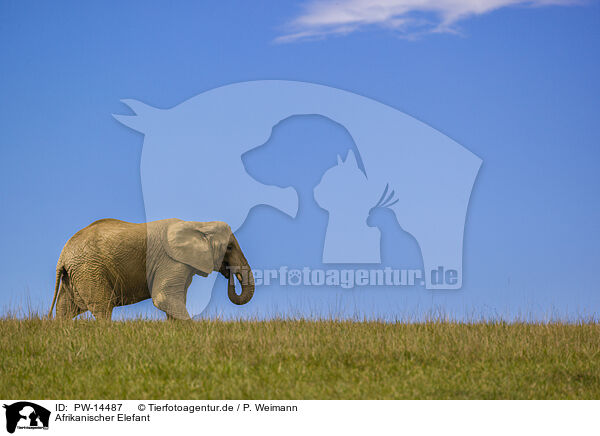 Afrikanischer Elefant / African elephant / PW-14487