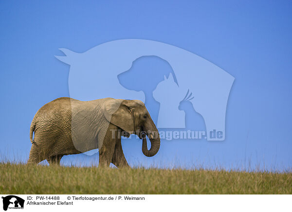 Afrikanischer Elefant / PW-14488
