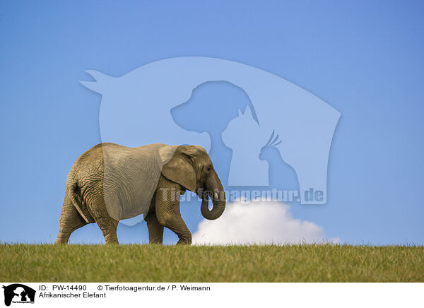 Afrikanischer Elefant / African elephant / PW-14490