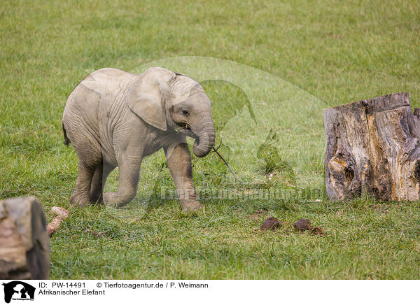 Afrikanischer Elefant / PW-14491