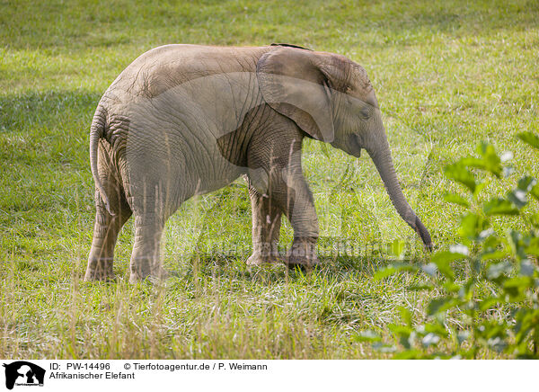 Afrikanischer Elefant / PW-14496
