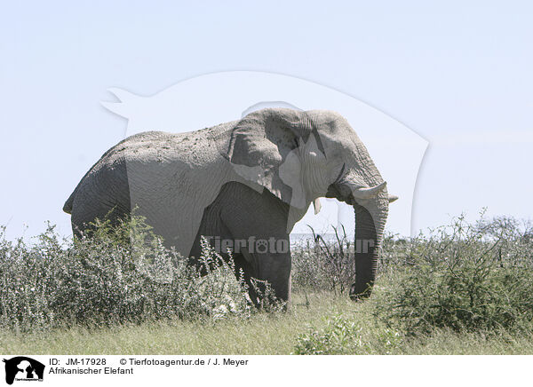 Afrikanischer Elefant / African elephant / JM-17928
