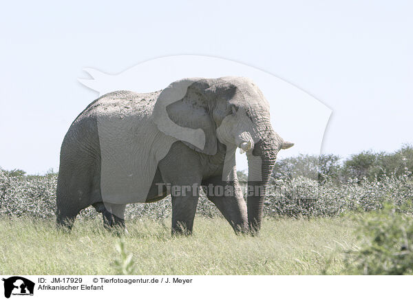 Afrikanischer Elefant / African elephant / JM-17929