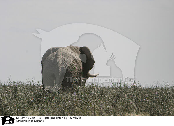 Afrikanischer Elefant / JM-17930