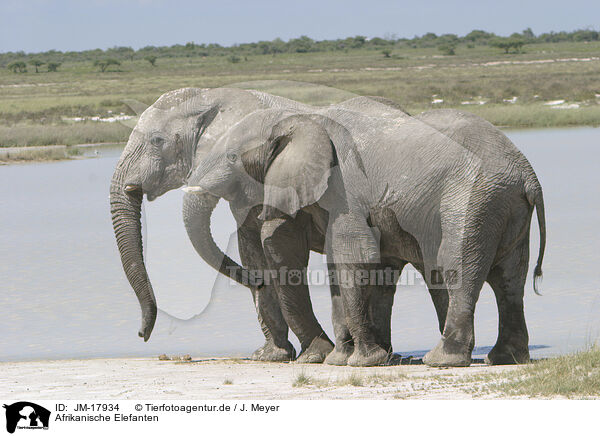 Afrikanische Elefanten / JM-17934