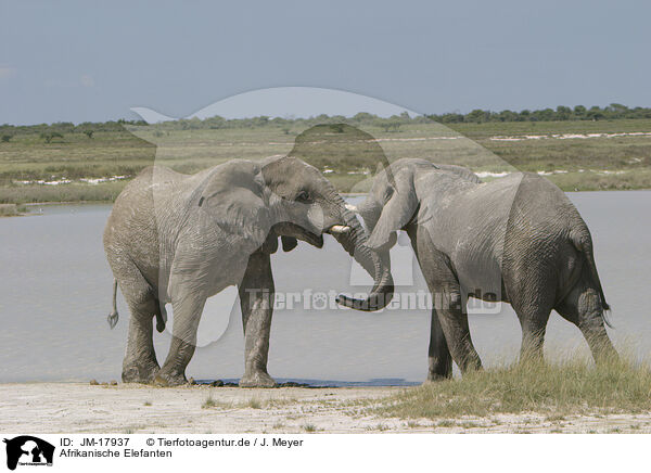 Afrikanische Elefanten / JM-17937