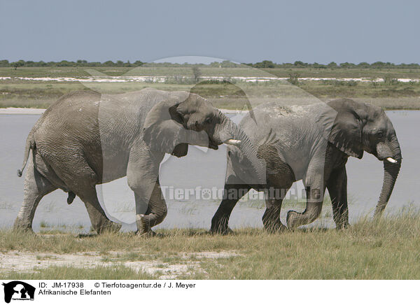 Afrikanische Elefanten / JM-17938
