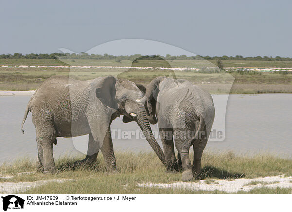 Afrikanische Elefanten / JM-17939