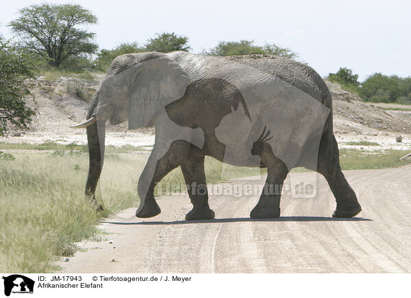 Afrikanischer Elefant / JM-17943