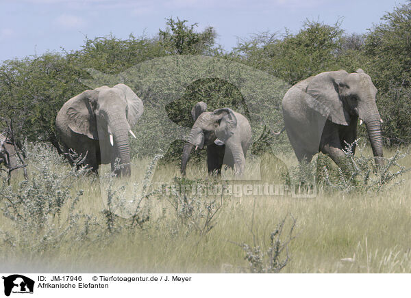 Afrikanische Elefanten / African elephants / JM-17946