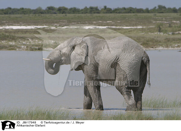 Afrikanischer Elefant / JM-17948