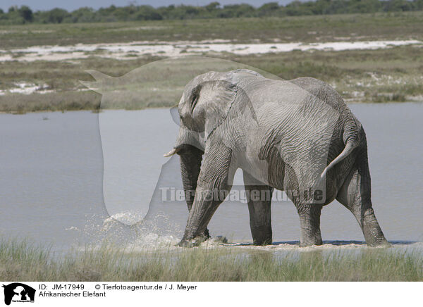 Afrikanischer Elefant / African elephant / JM-17949