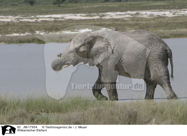 Afrikanischer Elefant / JM-17954