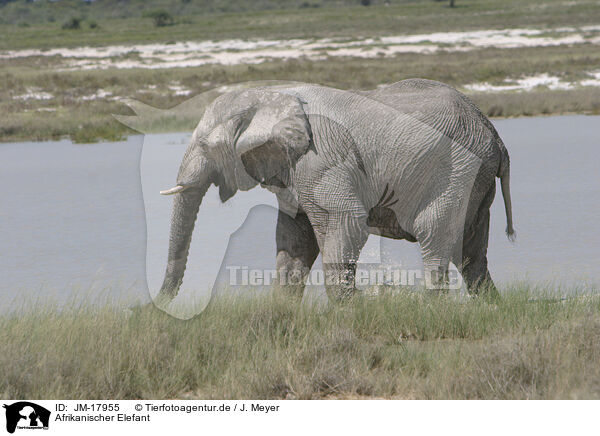 Afrikanischer Elefant / African elephant / JM-17955
