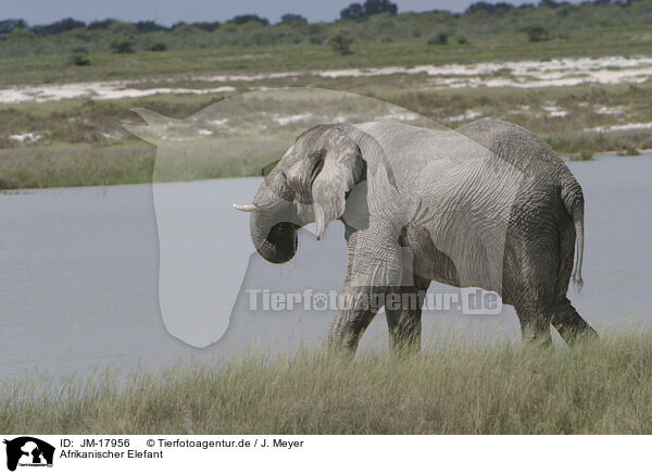 Afrikanischer Elefant / African elephant / JM-17956
