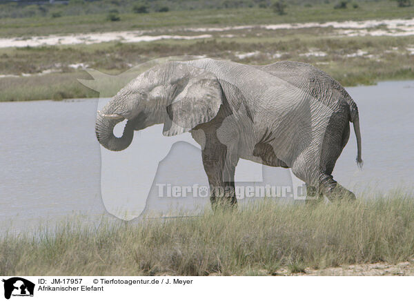 Afrikanischer Elefant / African elephant / JM-17957