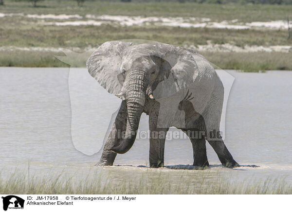 Afrikanischer Elefant / JM-17958