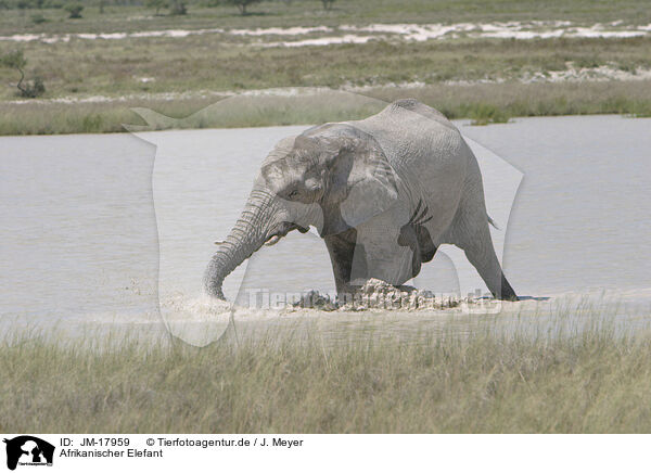 Afrikanischer Elefant / JM-17959