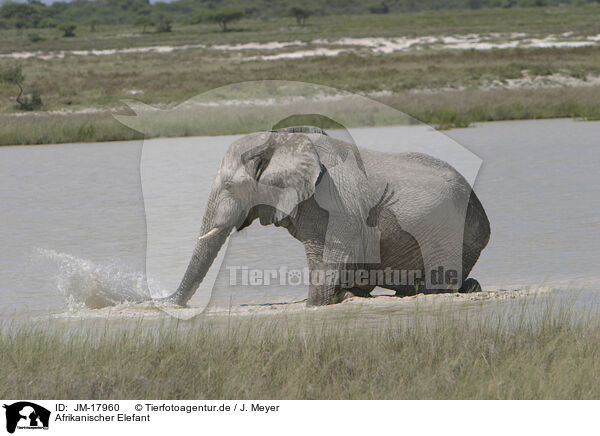 Afrikanischer Elefant / African elephant / JM-17960